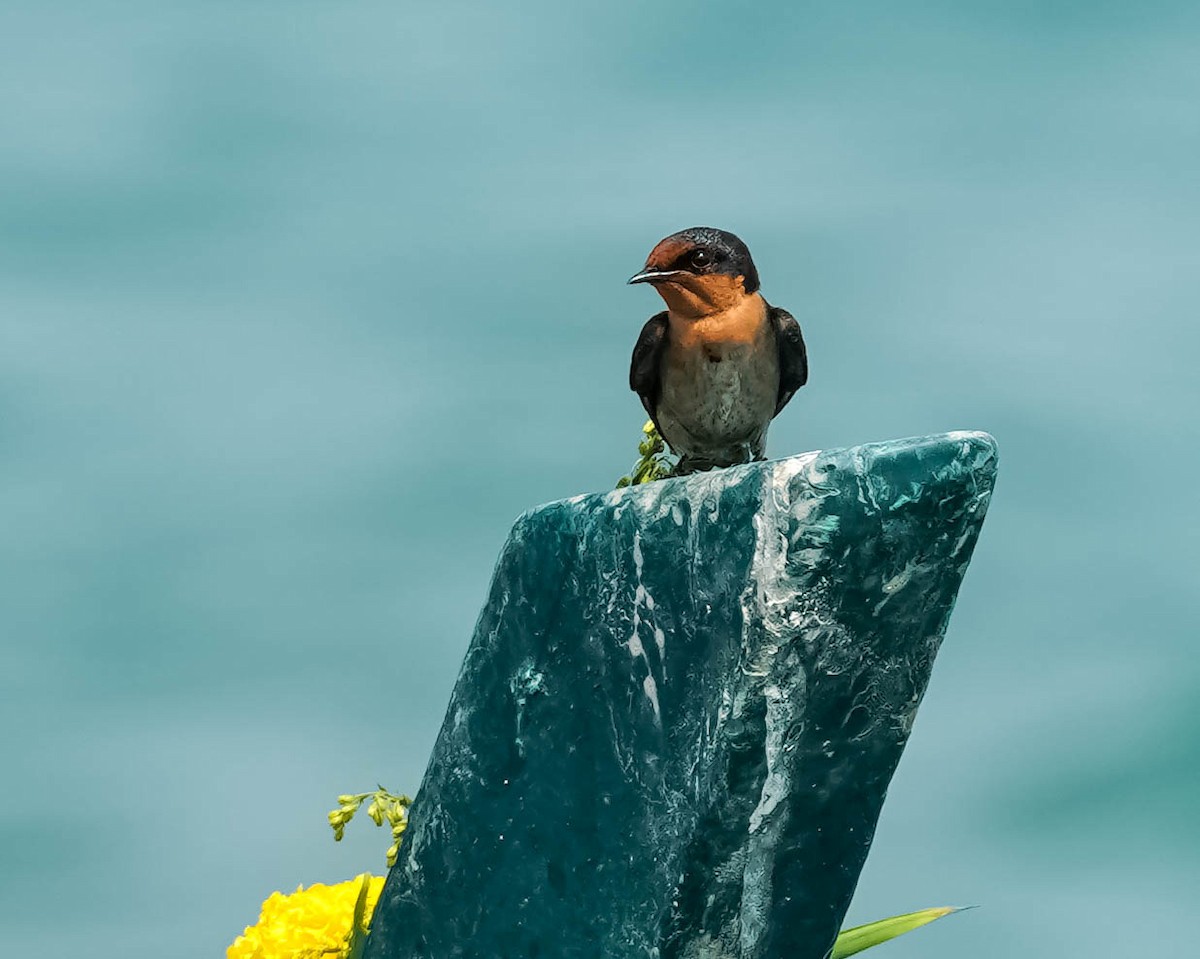 Pacific Swallow - ML208765961