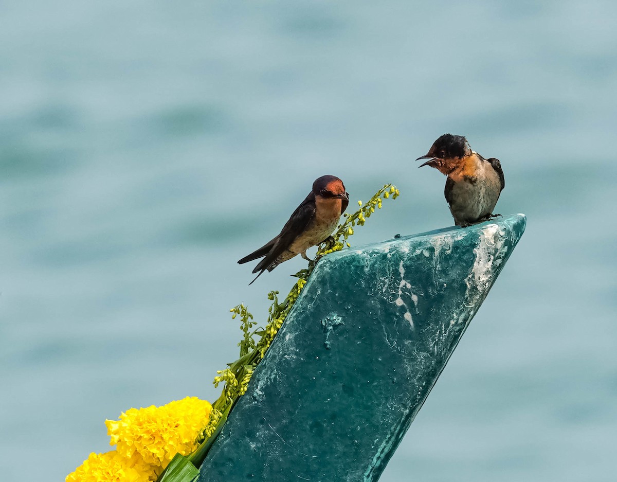 Pacific Swallow - ML208765991