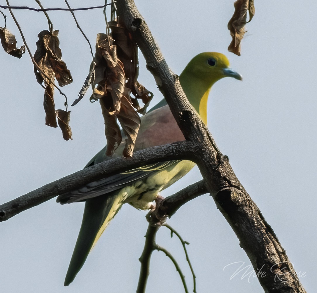 White-bellied Green-Pigeon - ML208766761
