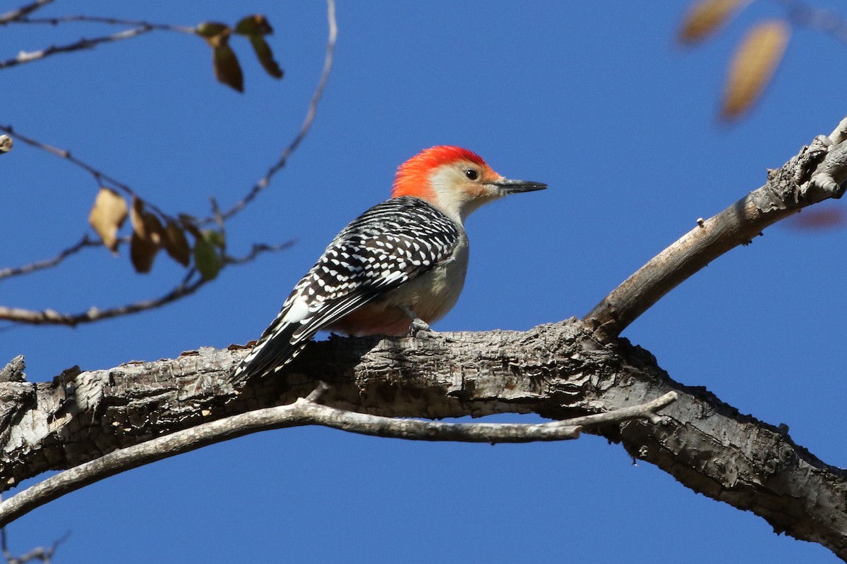 Red-bellied Woodpecker - ML20876681