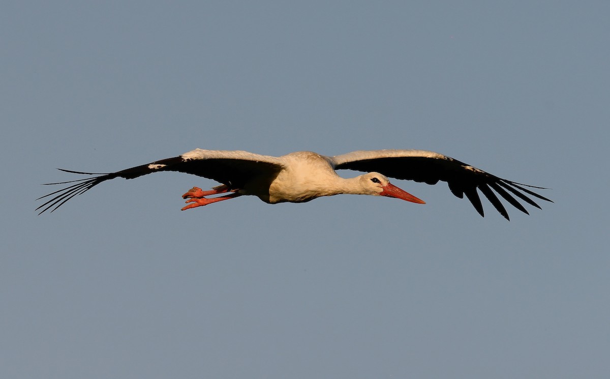 White Stork - ML208767781