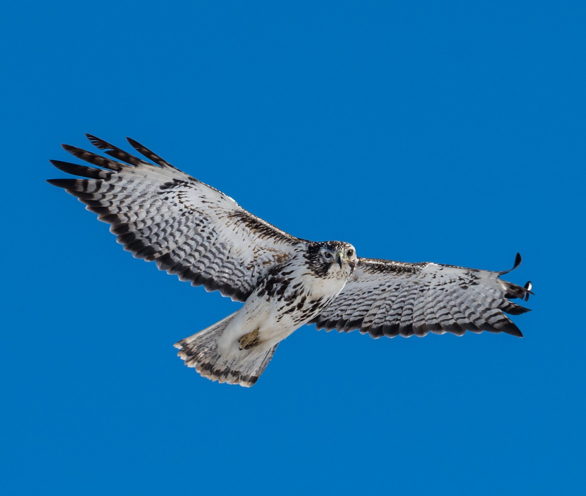 Red-tailed Hawk (Harlan's) - ML208770861