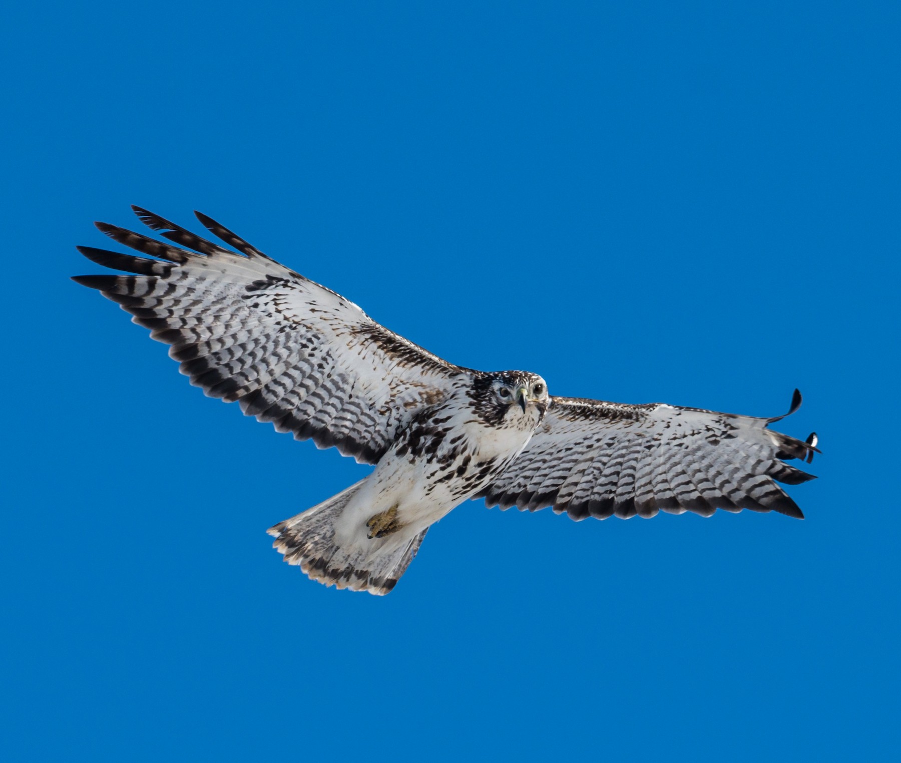 Red-tailed Hawk (Harlan's) - eBird