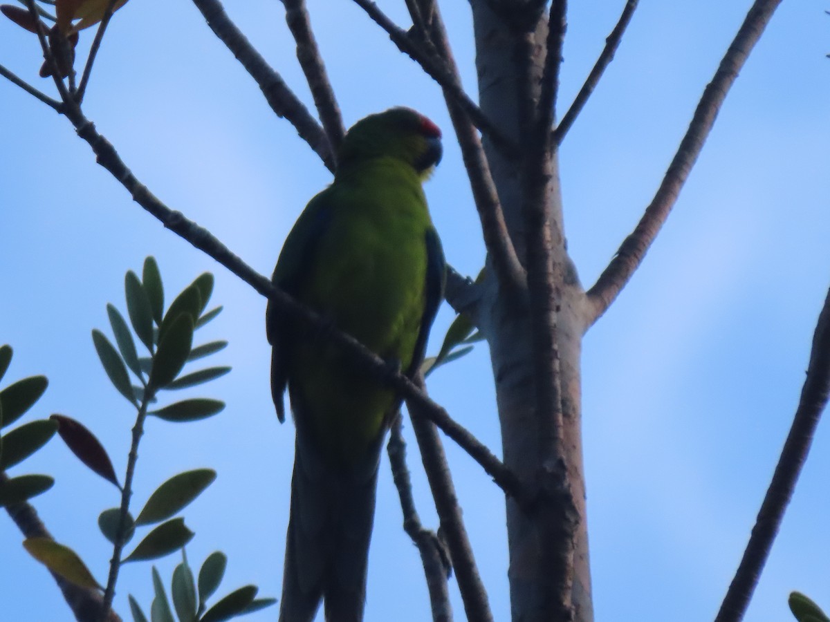New Caledonian Parakeet - ML208776941