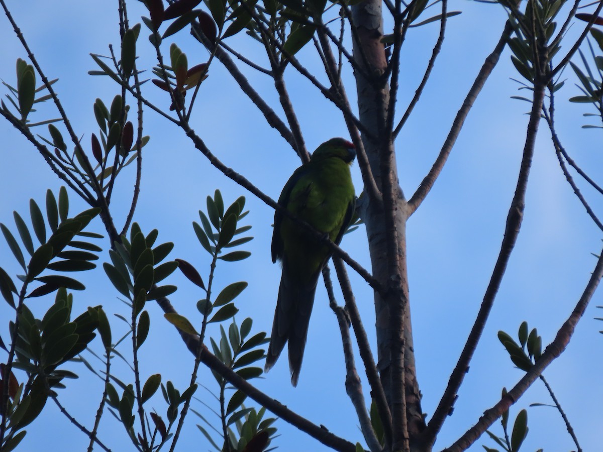 New Caledonian Parakeet - ML208776951