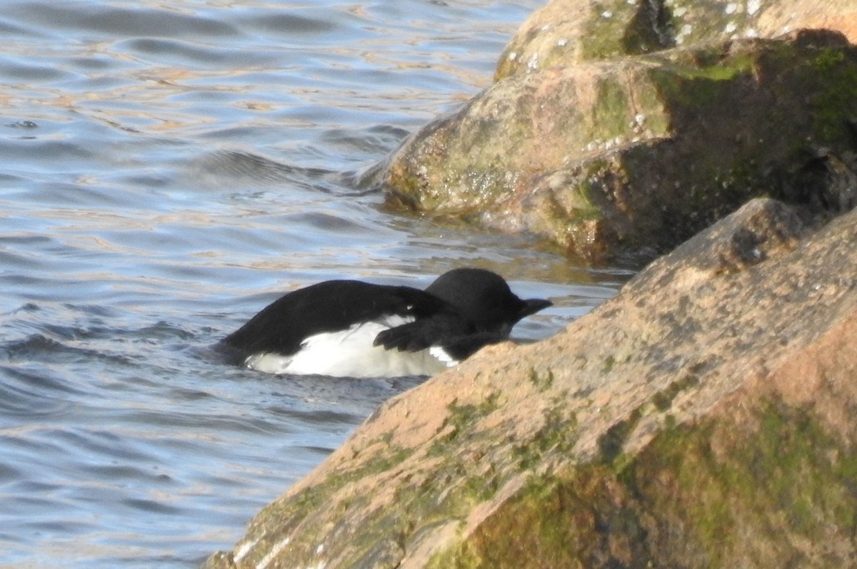 Thick-billed Murre - ML208779371