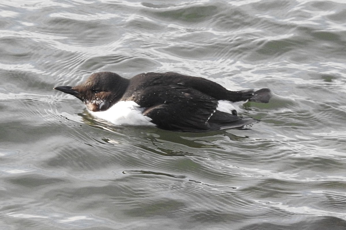 Thick-billed Murre - ML208779391