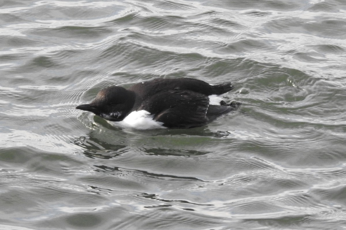 Thick-billed Murre - ML208779401