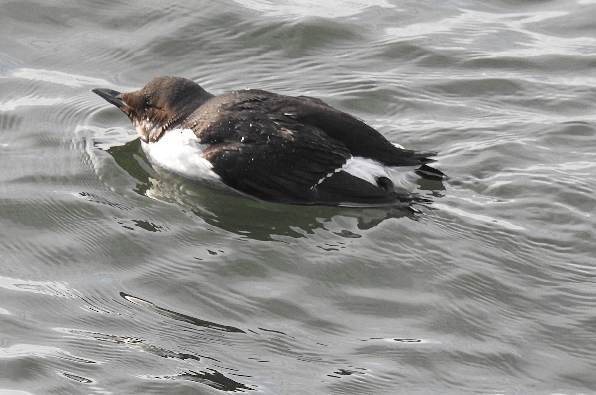 Thick-billed Murre - ML208779411