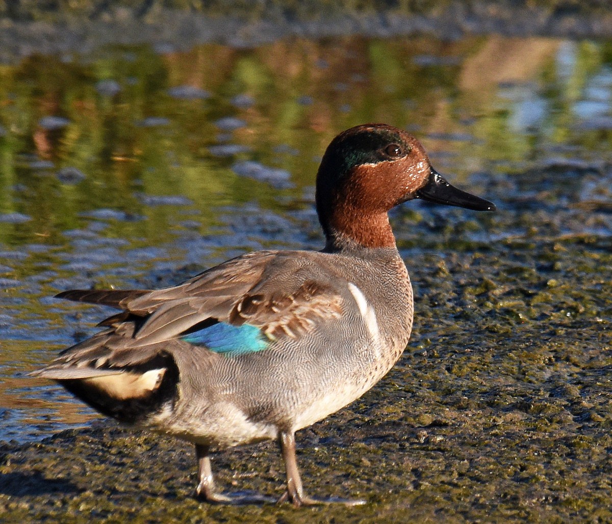 Green-winged Teal - ML208779831