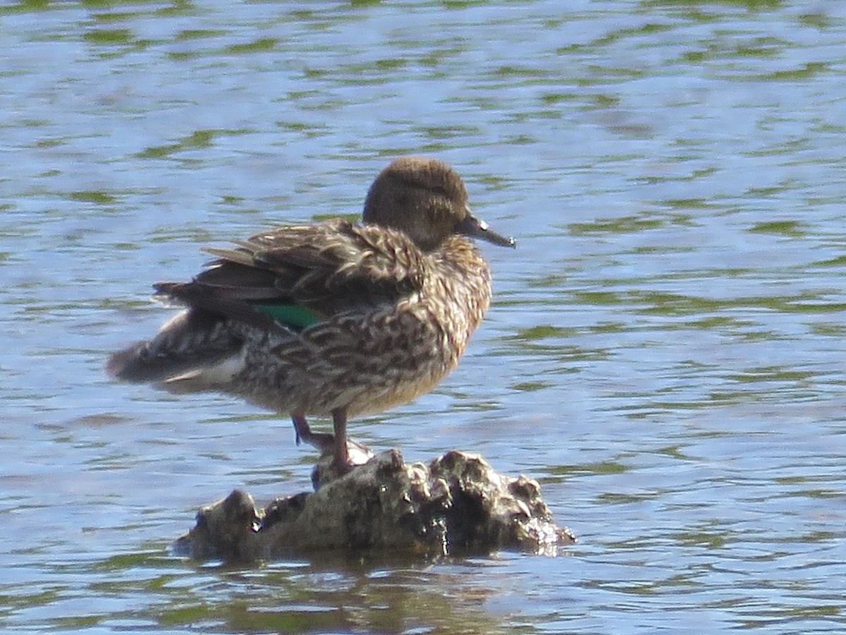 Green-winged Teal - ML208781111