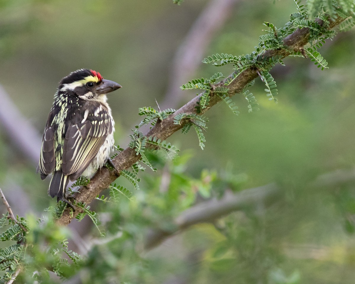 Red-fronted Barbet - ML208781481
