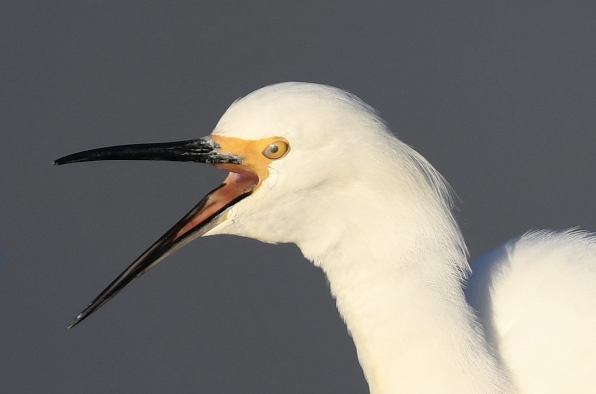 Snowy Egret - amaya bechler