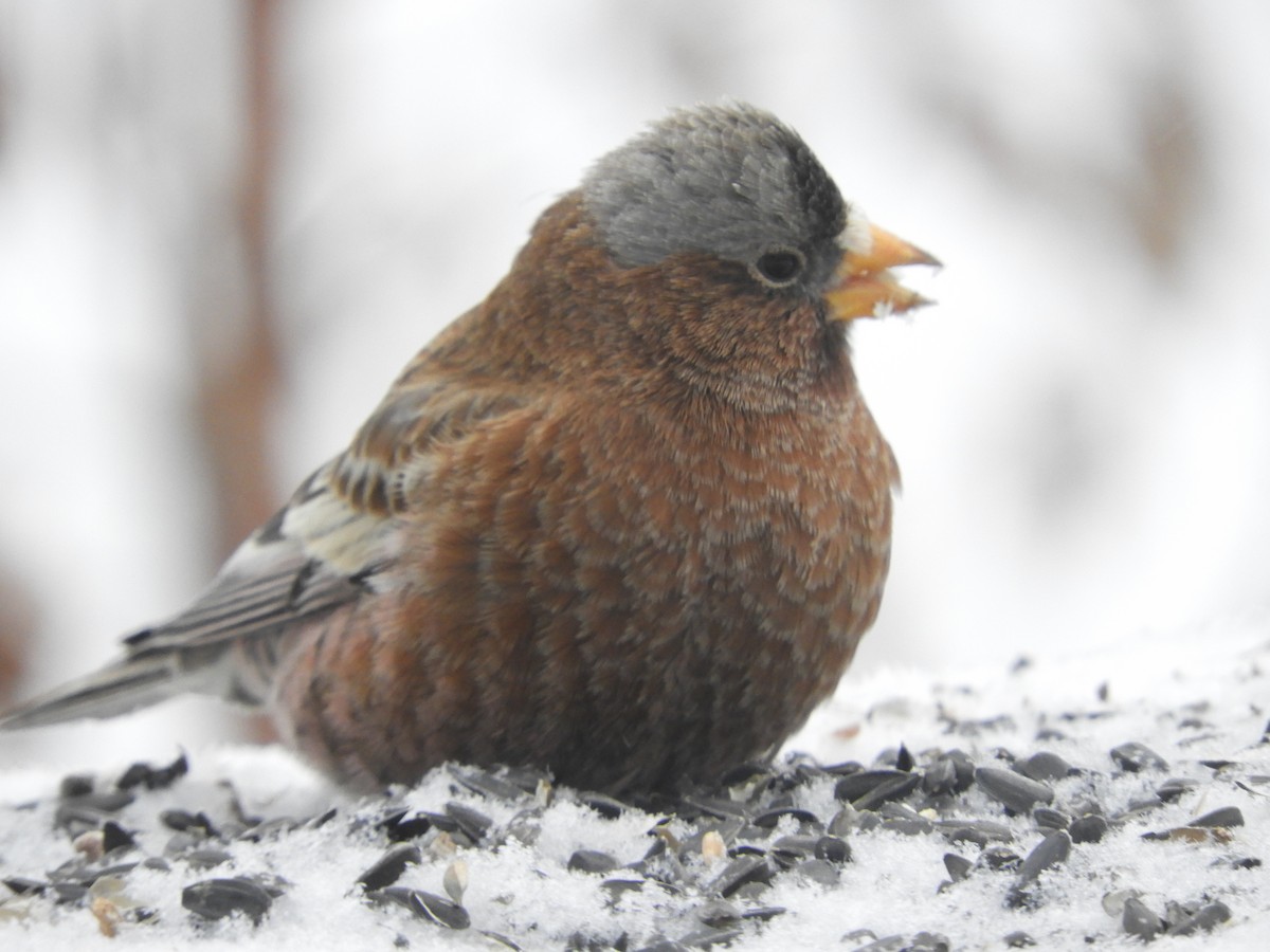 Gray-crowned Rosy-Finch (Gray-crowned) - John Schisler