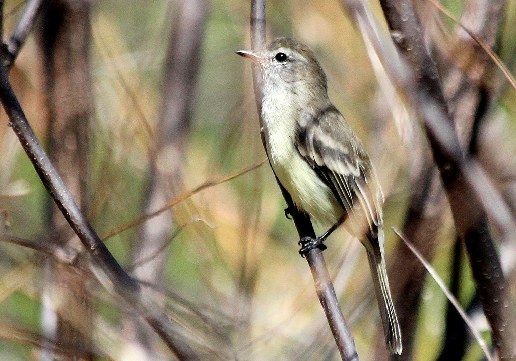 Southern Mouse-colored Tyrannulet - Elby Anderson A Silva