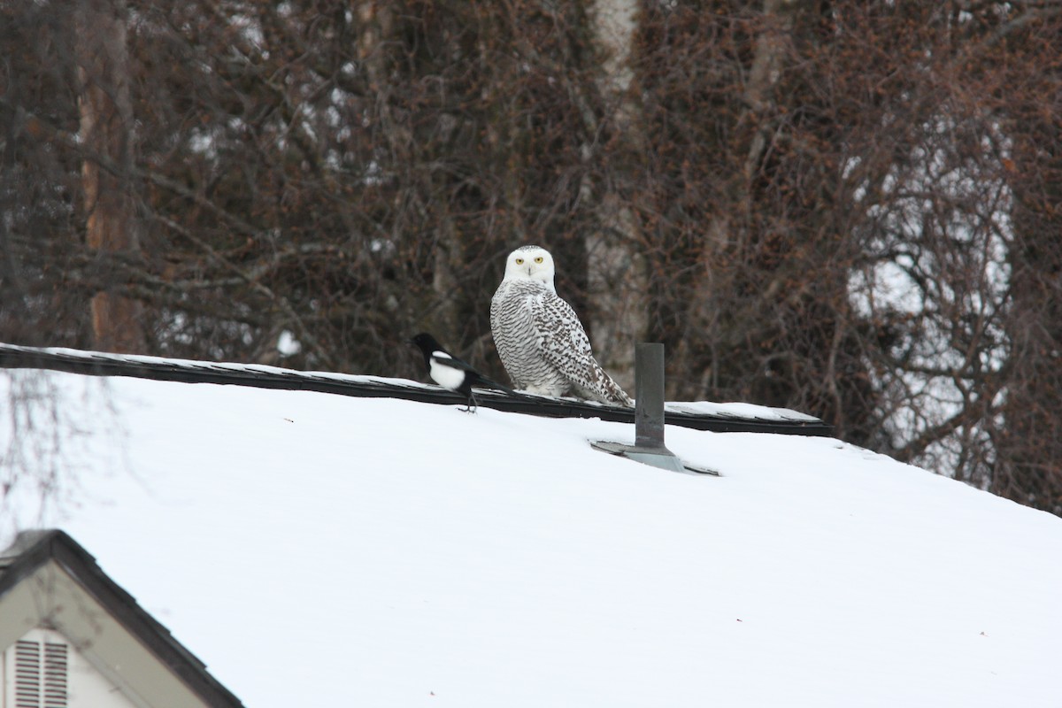 Snowy Owl - ML20879021