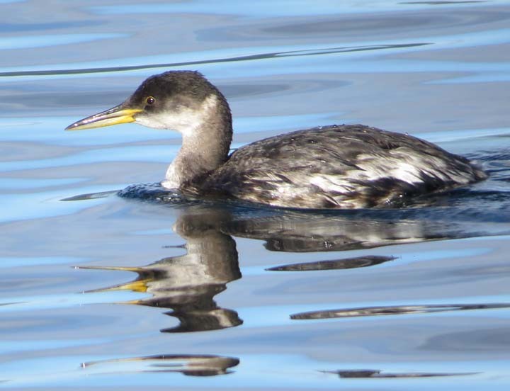 Red-necked Grebe - shelley penner