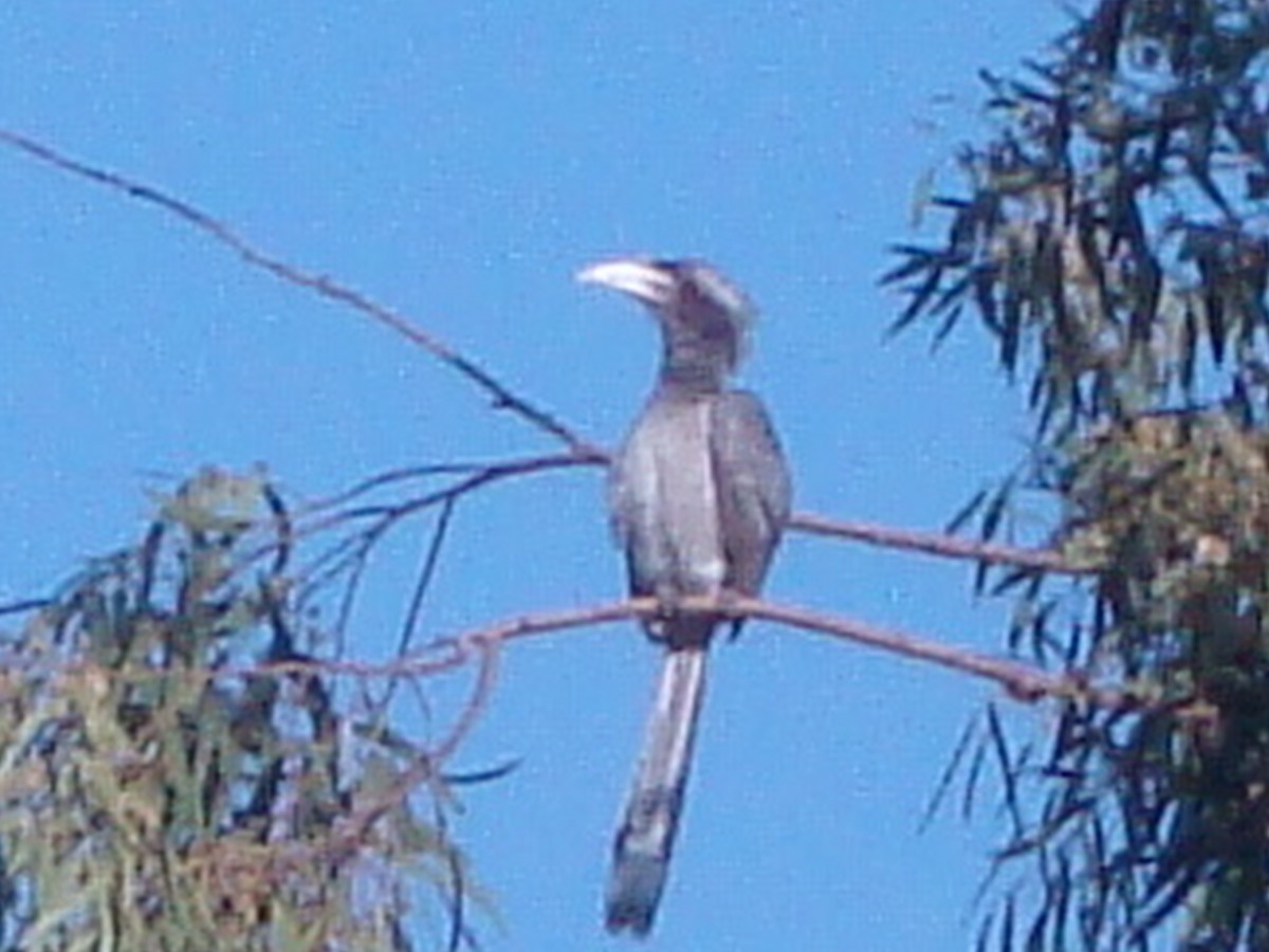 Indian Gray Hornbill - ML208792181