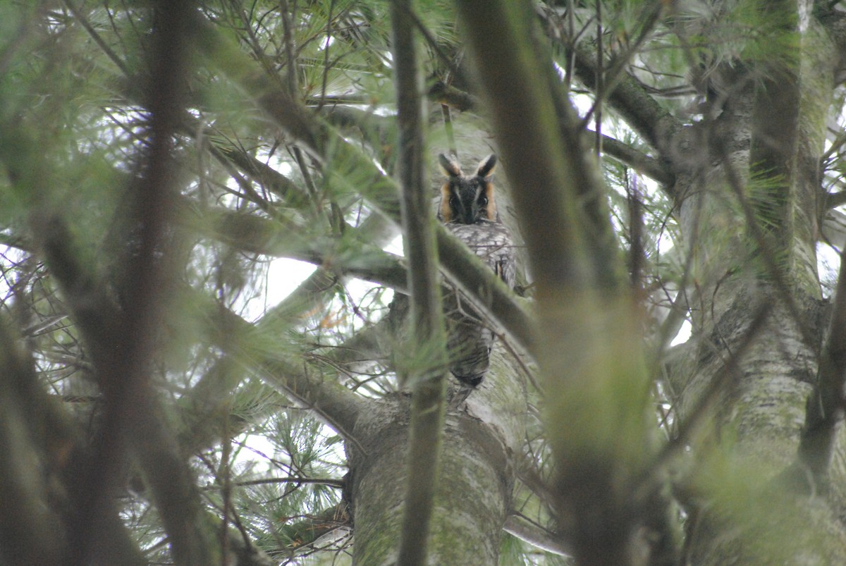 Long-eared Owl - ML208793451