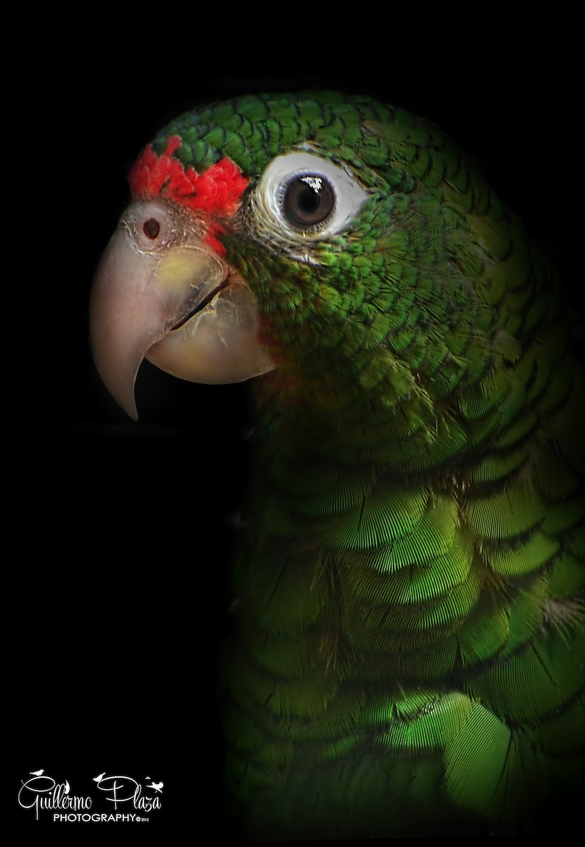Puerto Rican Parrot - Guillermo Plaza