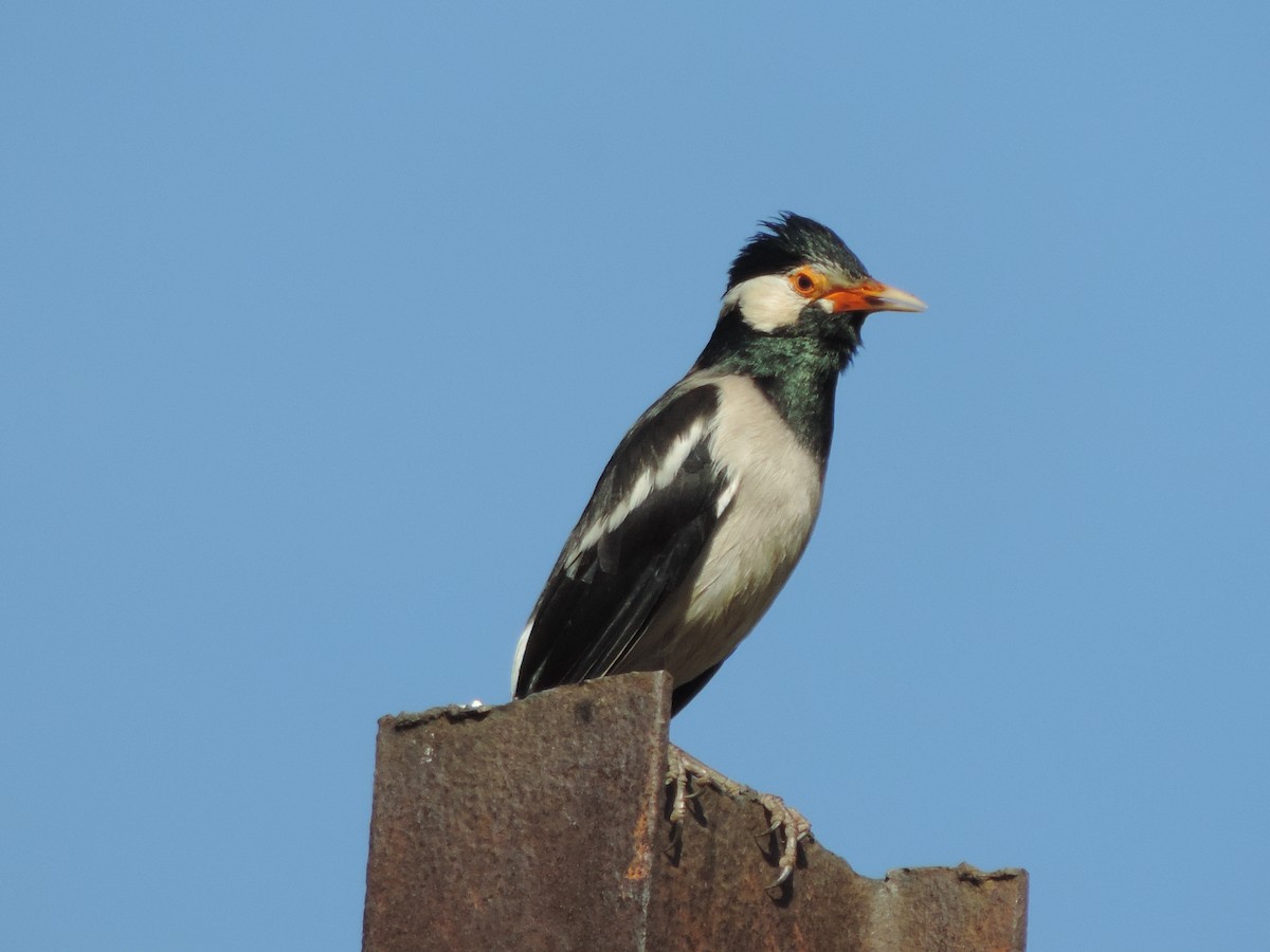 Indian Pied Starling - ML208796751