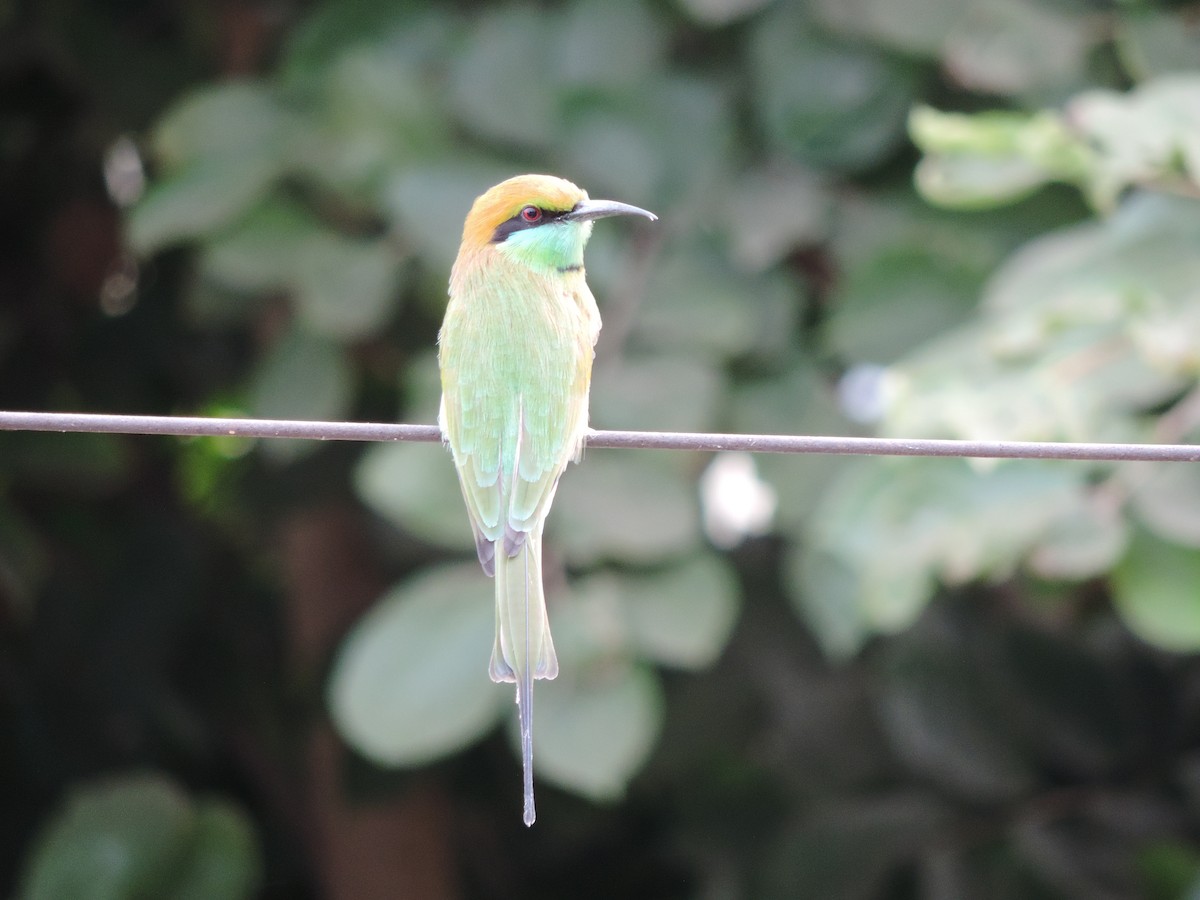 Asian Green Bee-eater - ML208797431