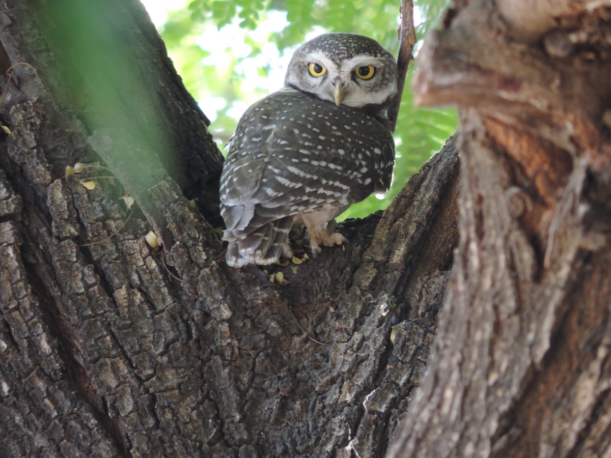 Spotted Owlet - ML208800261