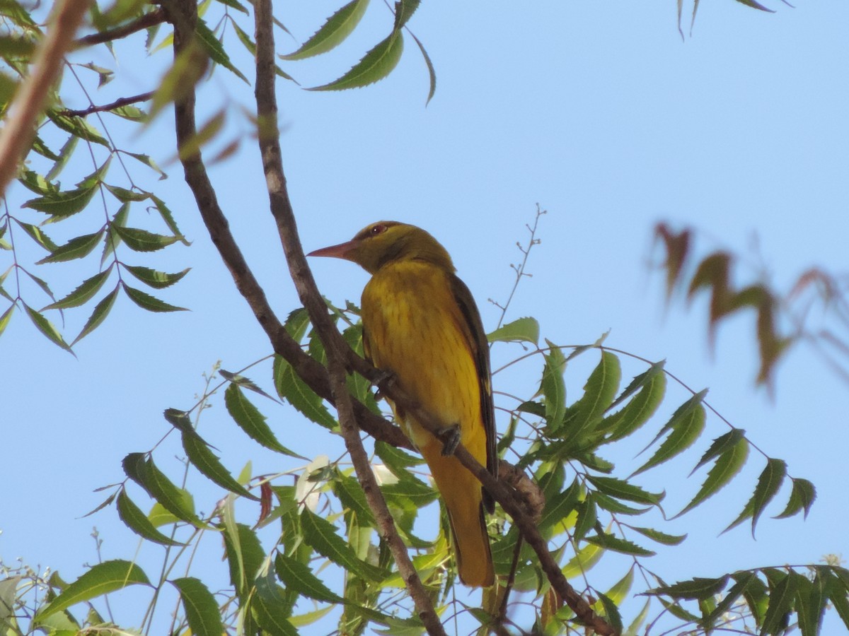 Indian Golden Oriole - ML208800271