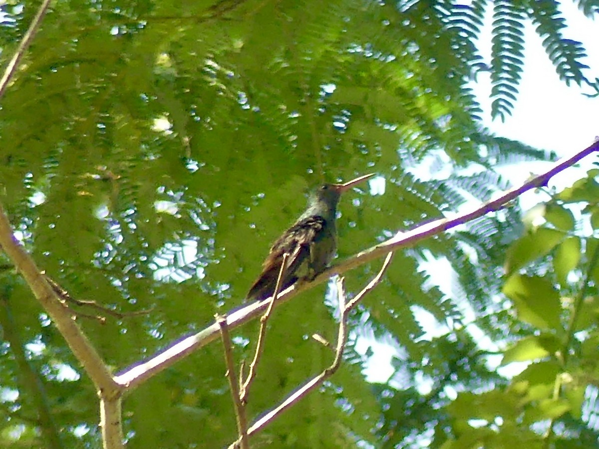 Rufous-tailed Hummingbird - Charles Duncan