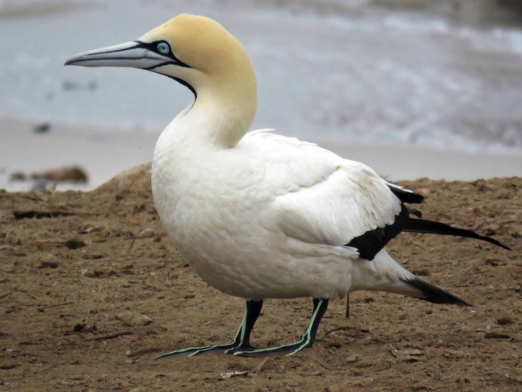 Cape Gannet - Nicholas Fordyce - Birding Africa