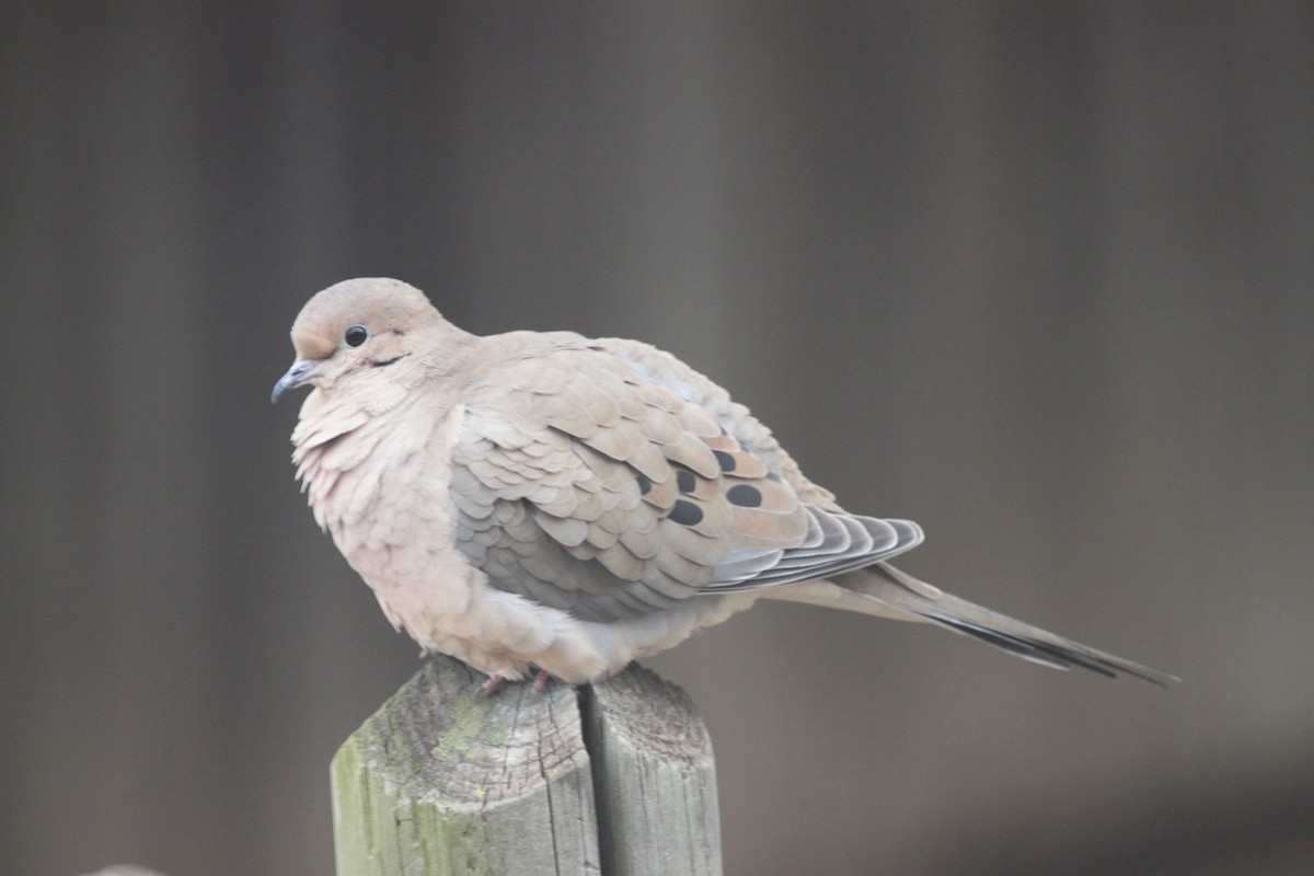 Mourning Dove - Nathan Moses