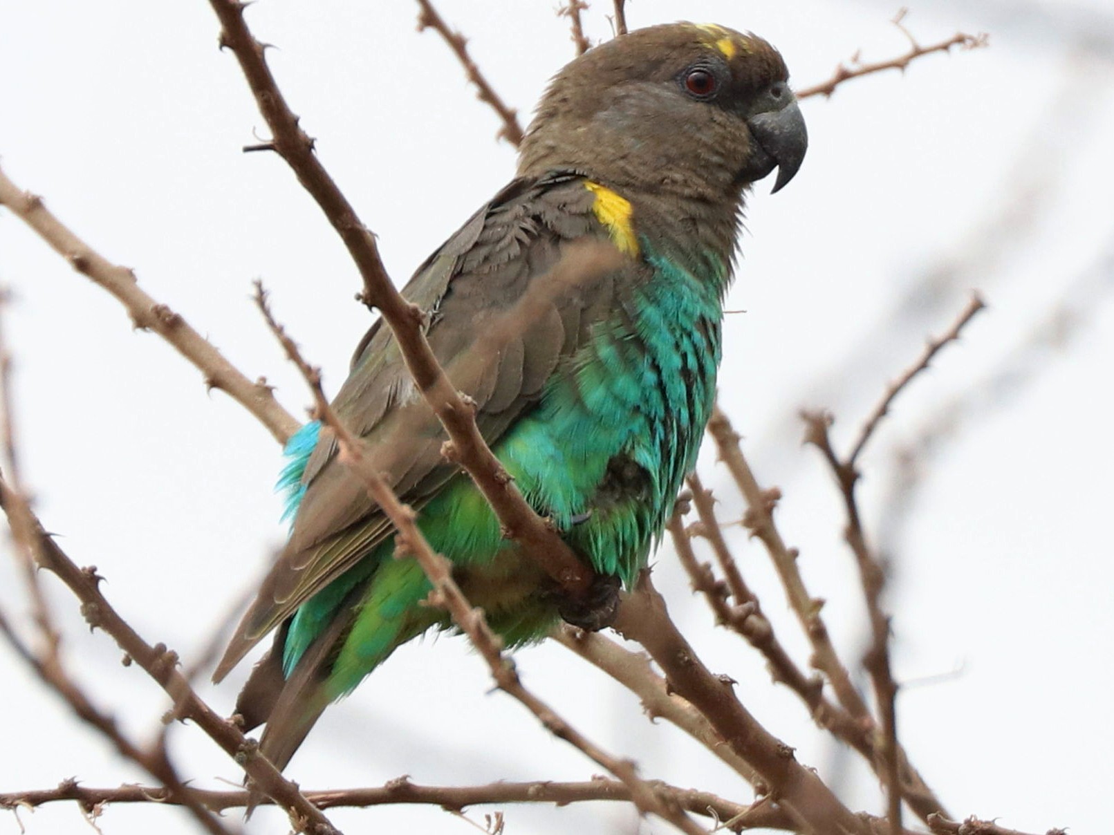 Meyer's Parrot - Julien Lamouroux