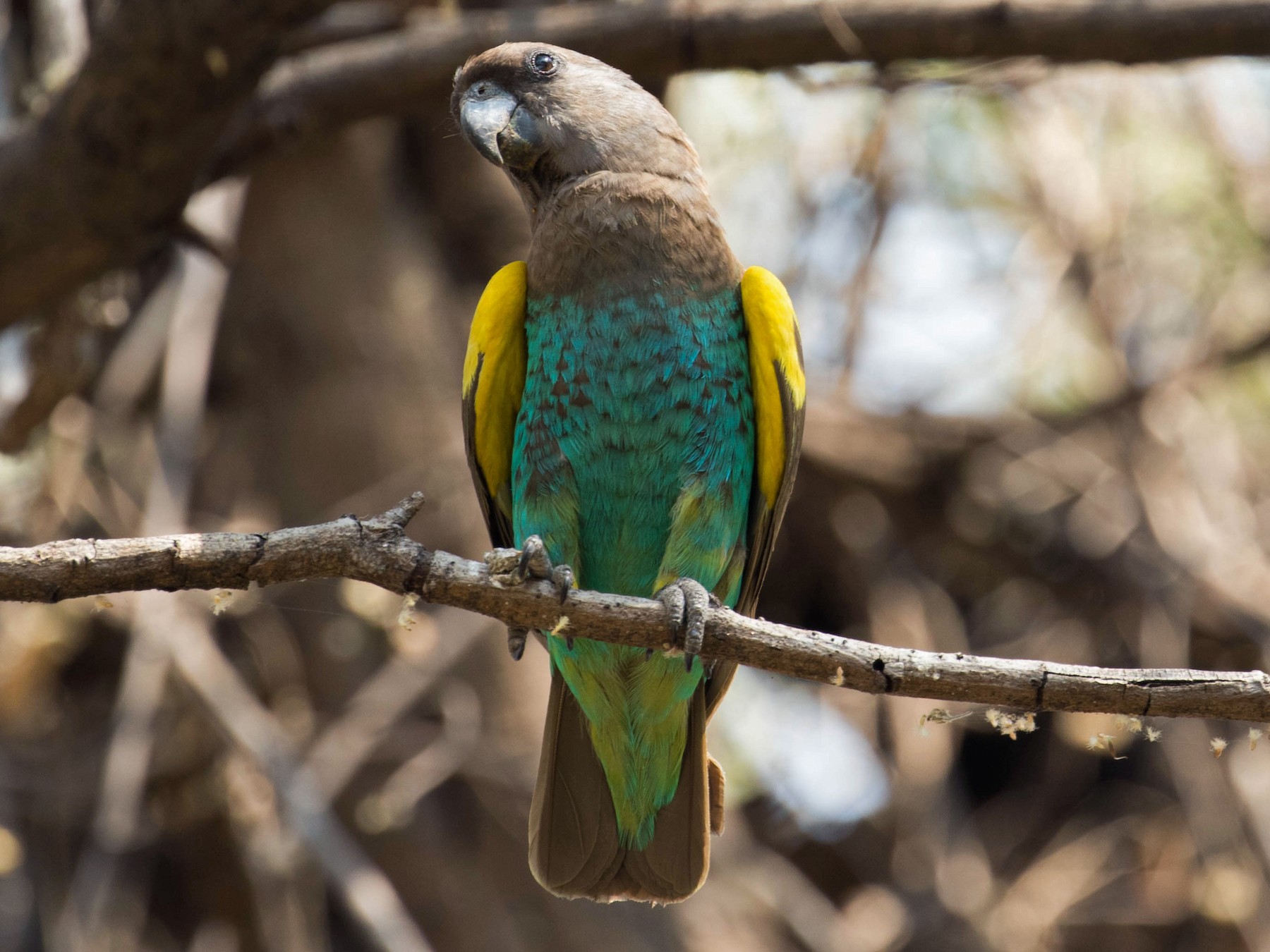 Meyer's Parrot - Marty Herde