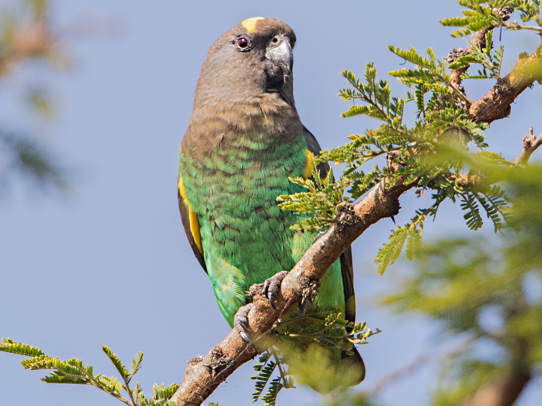 Meyer's Parrot - Bradley Hacker 🦜