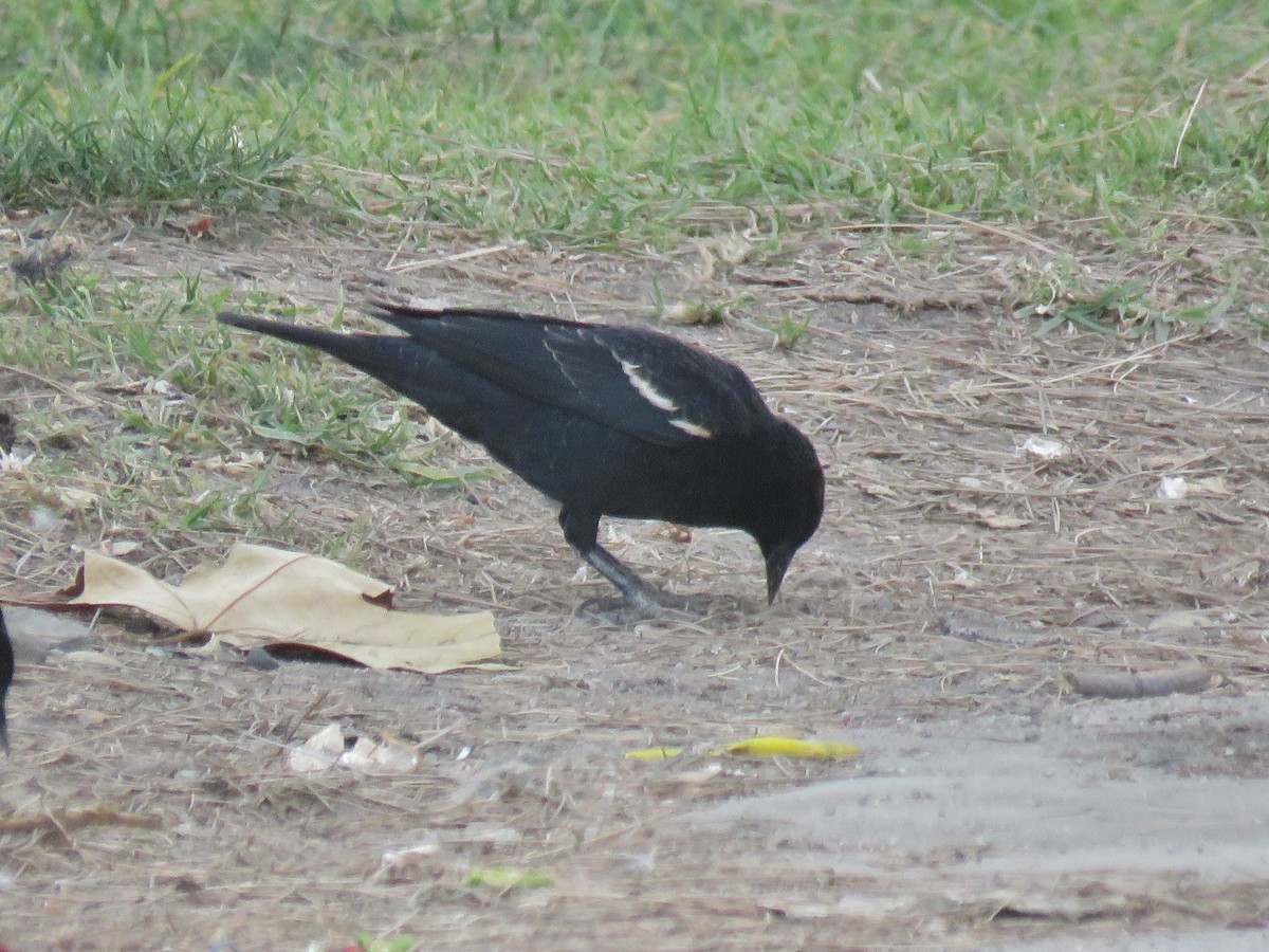 Tricolored Blackbird - ML208817911
