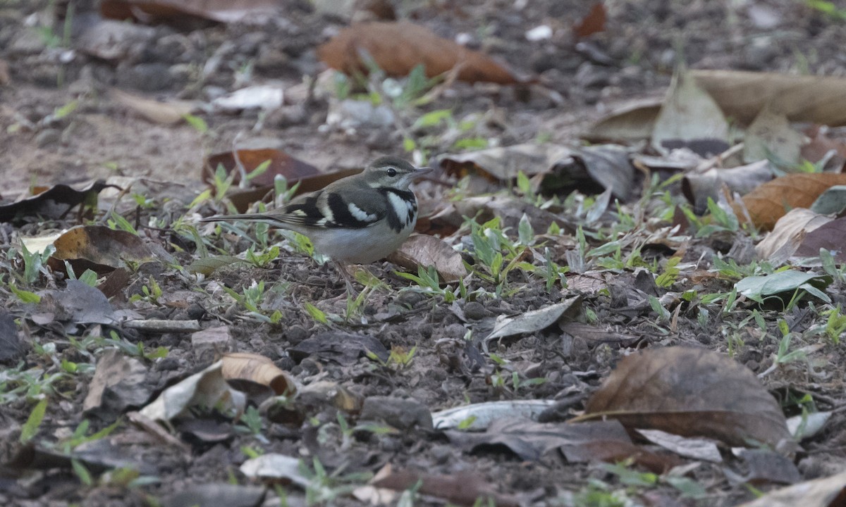Forest Wagtail - ML208819861