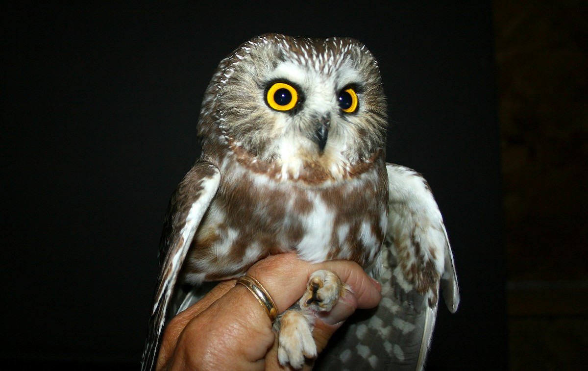 Northern Saw-whet Owl - Joey Herron