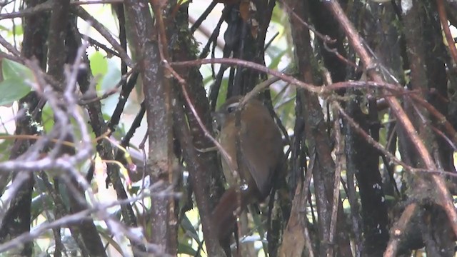 White-browed Spinetail - ML208826351
