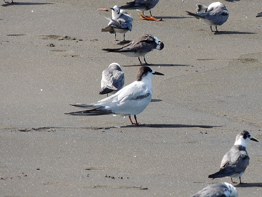 Common Tern - ML20882791