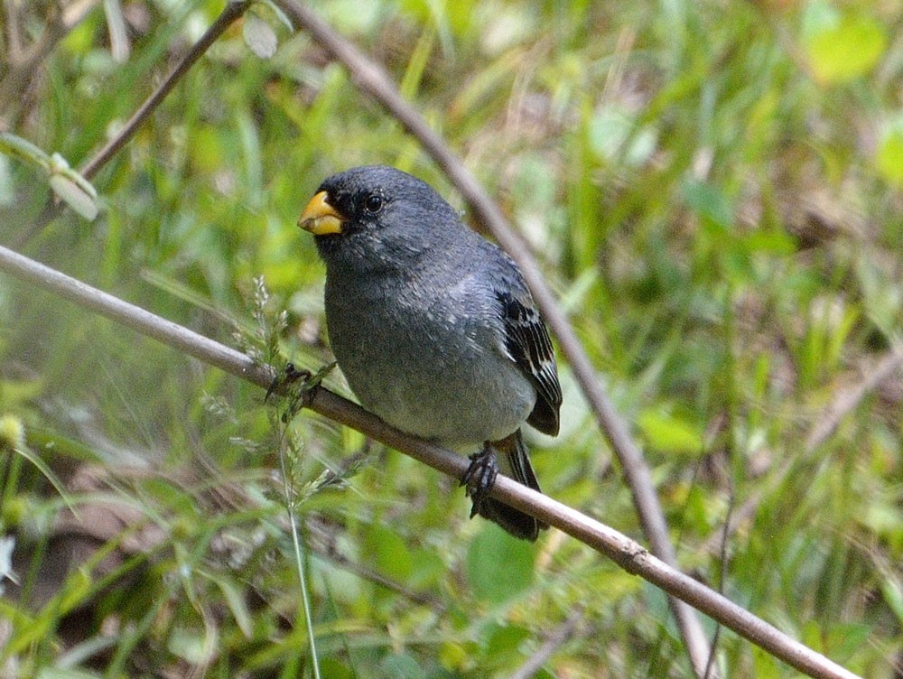 Band-tailed Seedeater - ML20882891