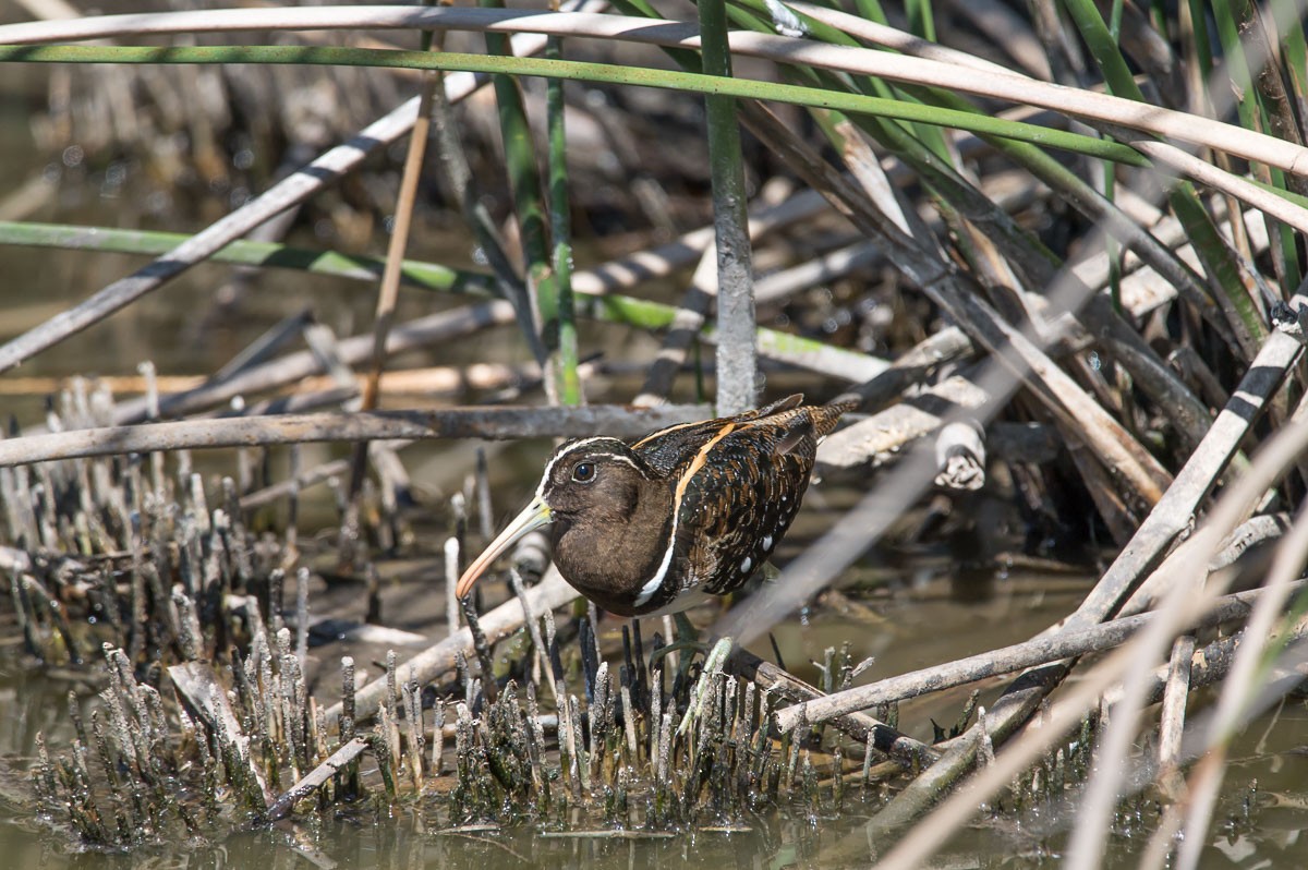 South American Painted-Snipe - ML208839821