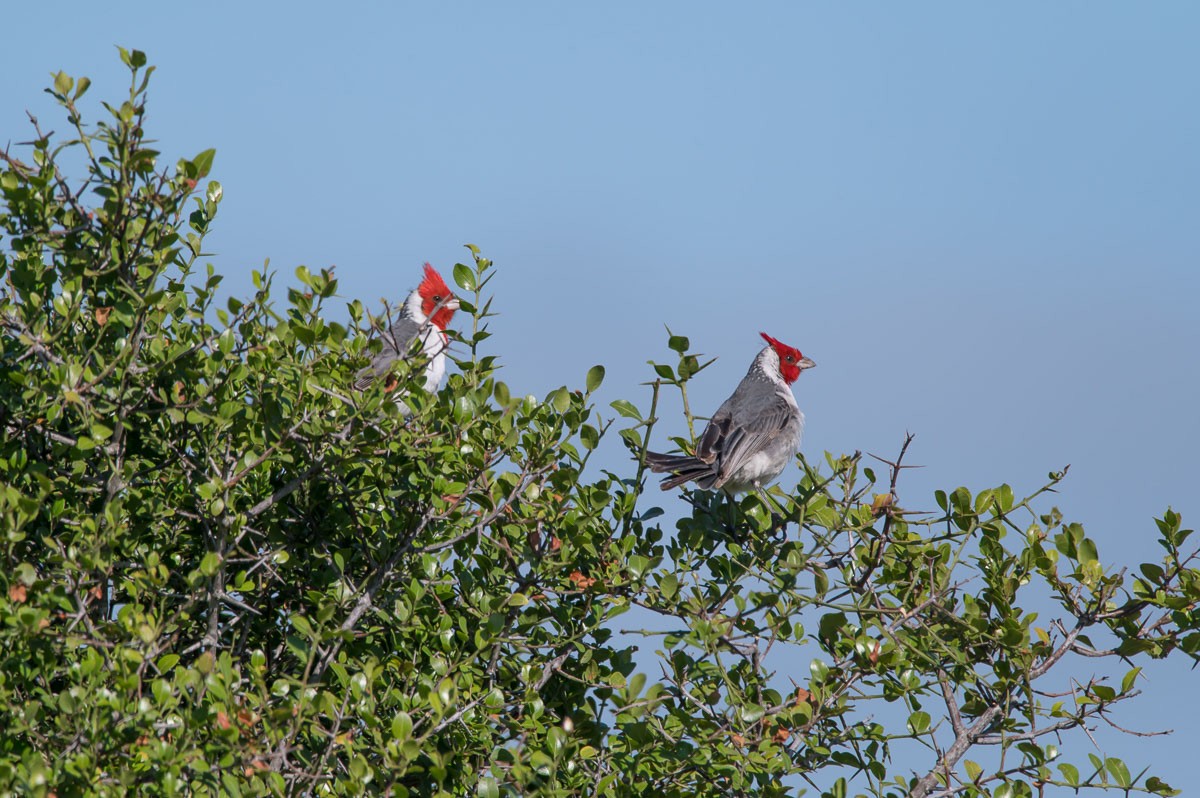 Red-crested Cardinal - ML208840001