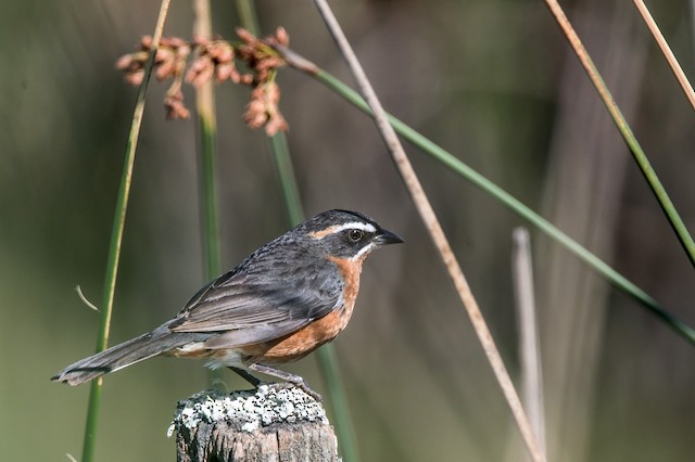 Black-and-rufous Warbling Finch