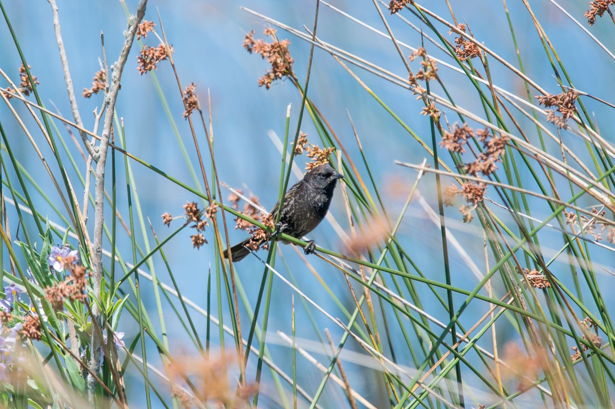 Yellow-winged Blackbird - Victor Hugo Michelini