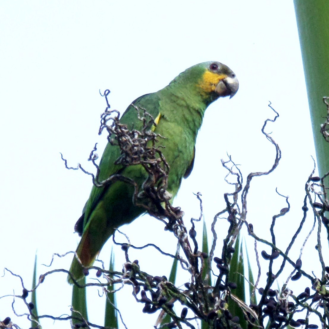 Orange-winged Parrot - Alfredo Correa