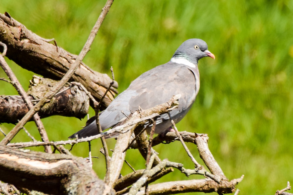 Common Wood-Pigeon - Alison Bentley