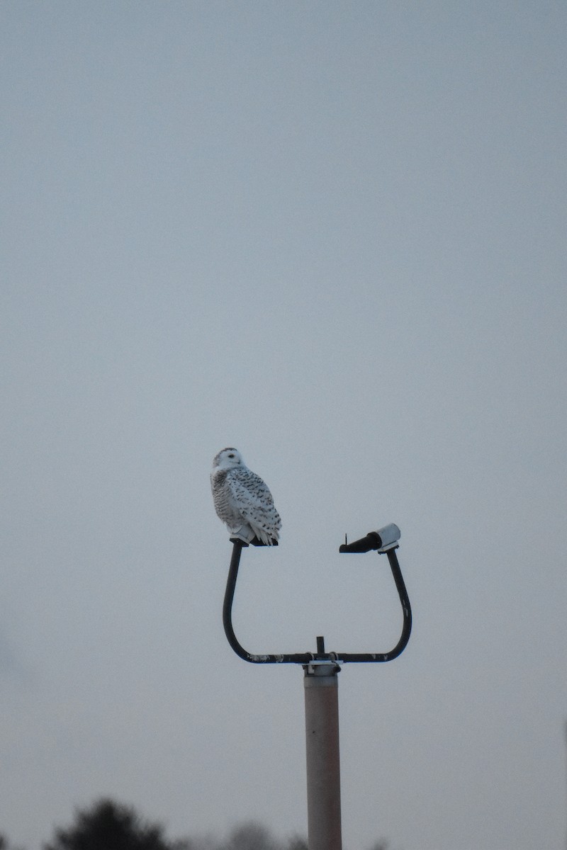 Snowy Owl - ML208846011