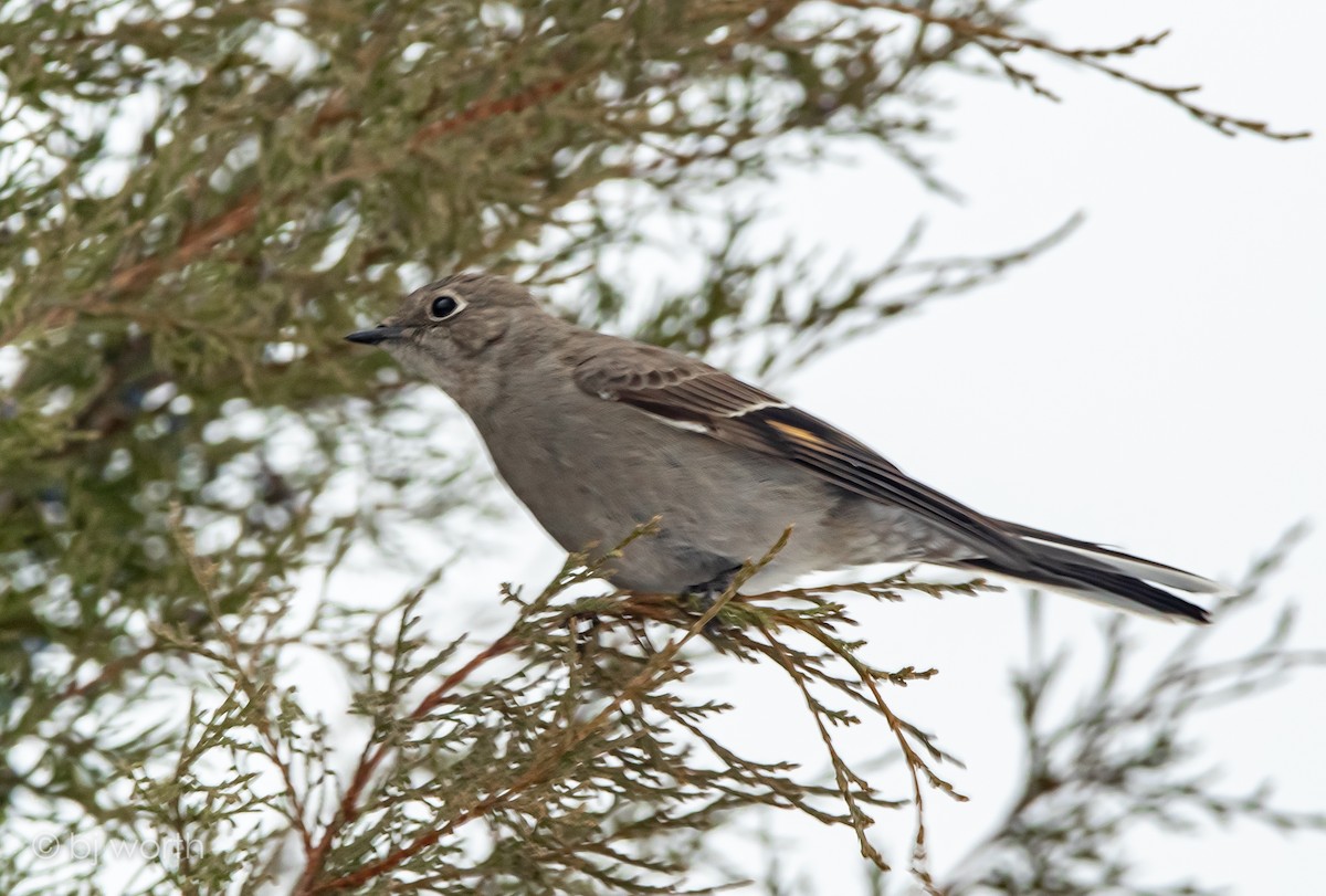 Townsend's Solitaire - bj worth