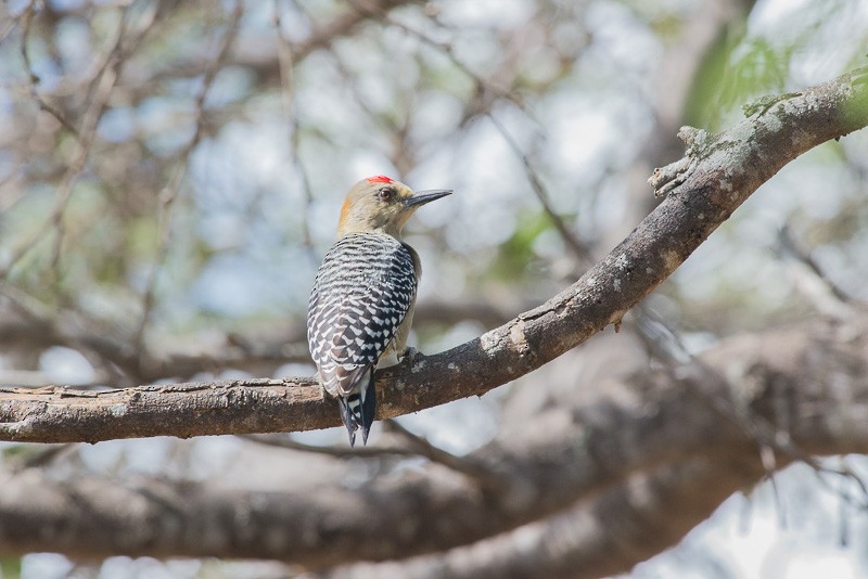 Red-crowned Woodpecker - ML208847911