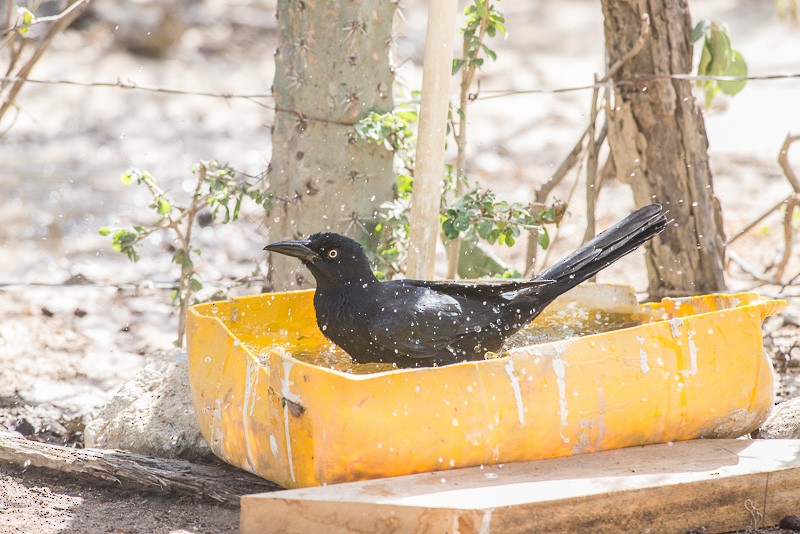 Great-tailed Grackle - ML208848141